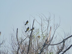Pseudoleistes guirahuro