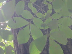 Carya tomentosa