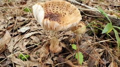 Amanita amerirubescens