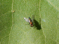 Condylostylus longicornis