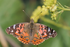 Vanessa braziliensis