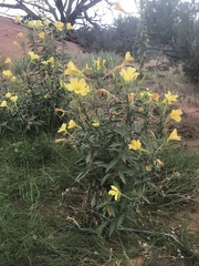 Oenothera longissima