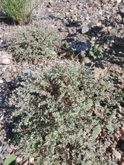Euphorbia melanadenia