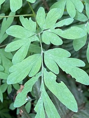Corydalis