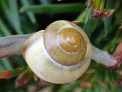 Cepaea nemoralis