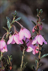 Tetratheca labillardierei