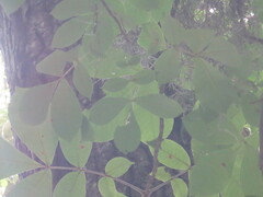 Carya tomentosa