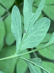 Corydalis