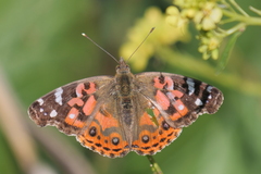 Vanessa braziliensis