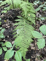 Athyrium angustum