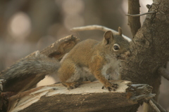 Tamiasciurus fremonti