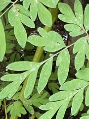 Corydalis