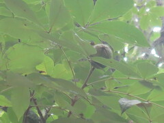 Carya tomentosa