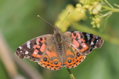Vanessa braziliensis