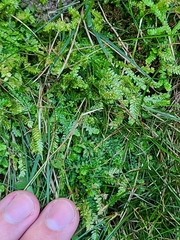 Selaginella apoda