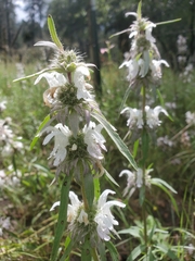 Monarda pectinata