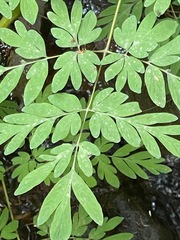 Corydalis