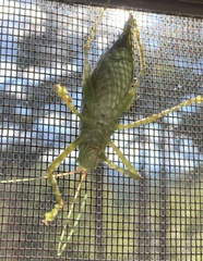 Pterophylla camellifolia