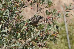 Toxostoma redivivum