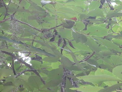 Carya tomentosa