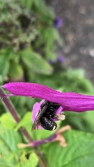 Melissodes bimaculatus