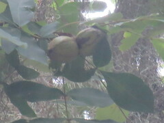Carya tomentosa