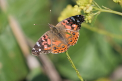 Vanessa braziliensis