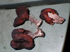 Gyromitra infula
