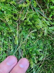 Selaginella apoda