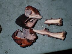 Gyromitra infula