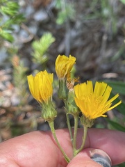 Hieracium umbellatum