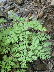 Corydalis