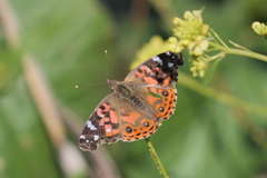 Vanessa braziliensis