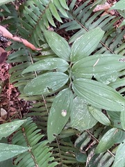 Maianthemum stellatum