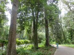 Carya tomentosa