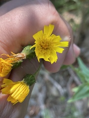 Hieracium umbellatum