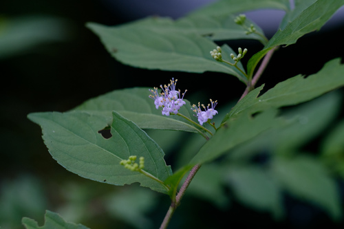 Purple beautyberry (Callicarpa dichotoma)