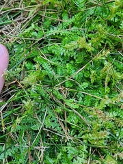 Selaginella apoda