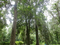 Carya tomentosa