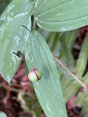Maianthemum stellatum