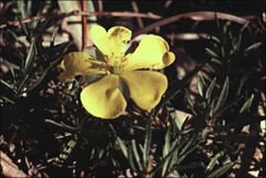 Hibbertia procumbens