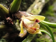 Maxillaria