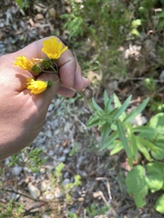 Hieracium umbellatum