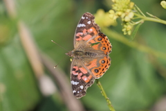 Vanessa braziliensis