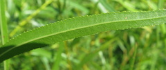 Salix nigra