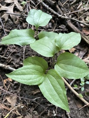 Smilax tamnoides