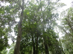 Carya tomentosa