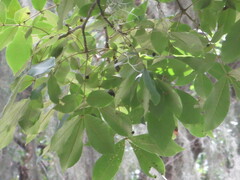Carya tomentosa