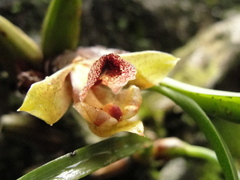 Maxillaria