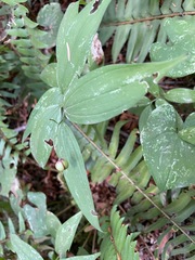 Maianthemum stellatum